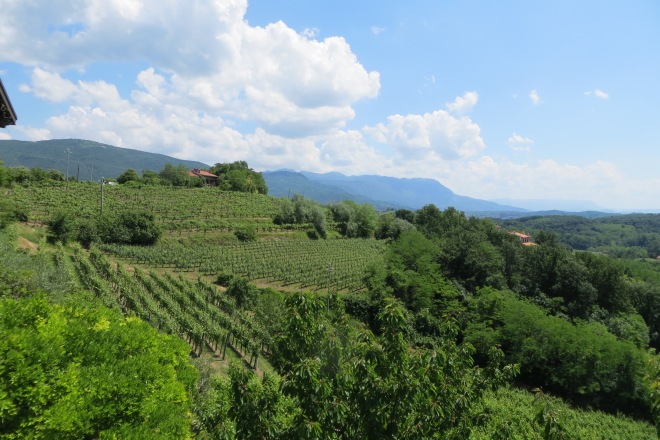 The vineyards of Muzic